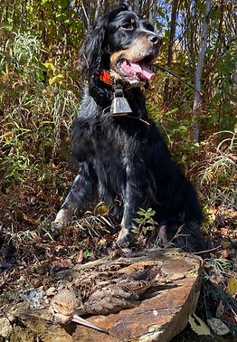 hunting dog