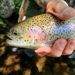 Rainbow Trout