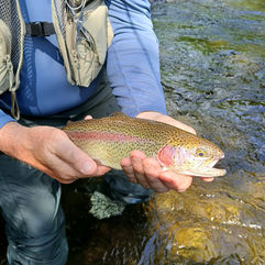Rainbow Trout