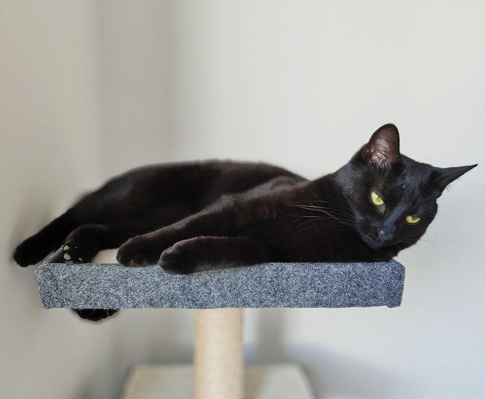 Black cat relaxing on a perch, gentle trusted cat care.