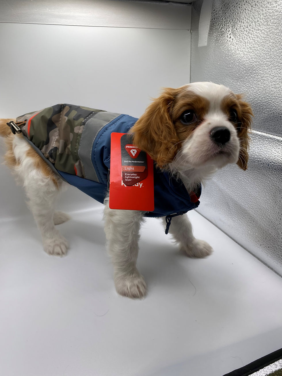 Thumbnail: Reddy Dog PrimaLoft* Lightweight Insulation Dog Vest with Reflective   Blue/Camo