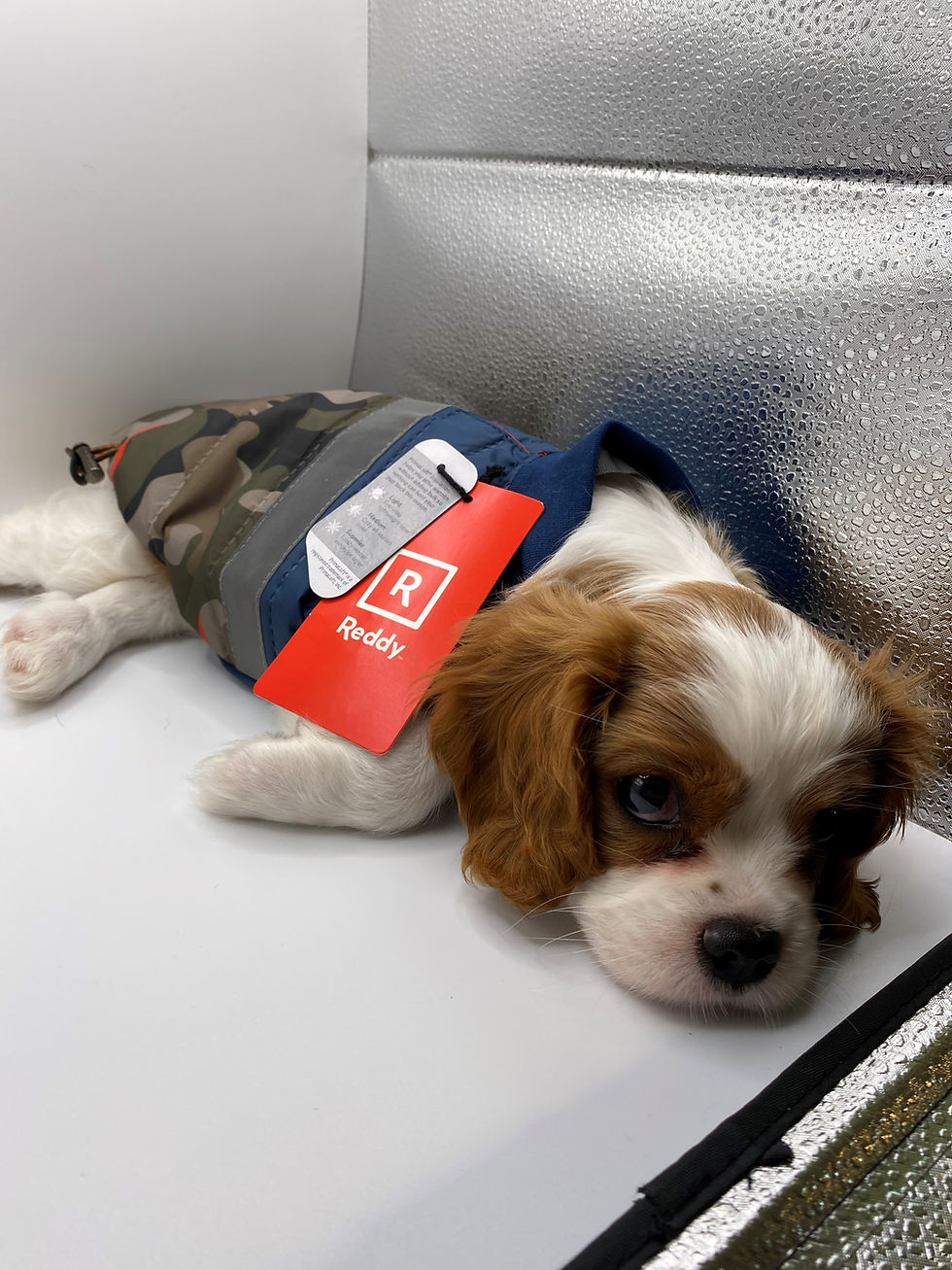 Thumbnail: Reddy Dog PrimaLoft* Lightweight Insulation Dog Vest with Reflective   Blue/Camo