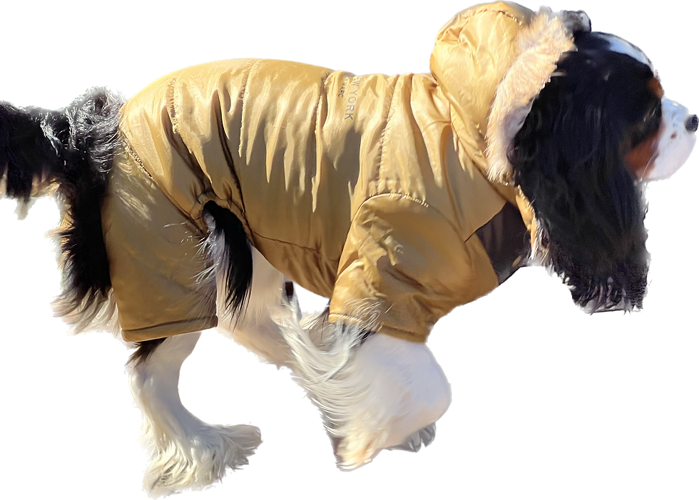 Thumbnail: MARC NEW YORK - DOG PUFFER ONESIE