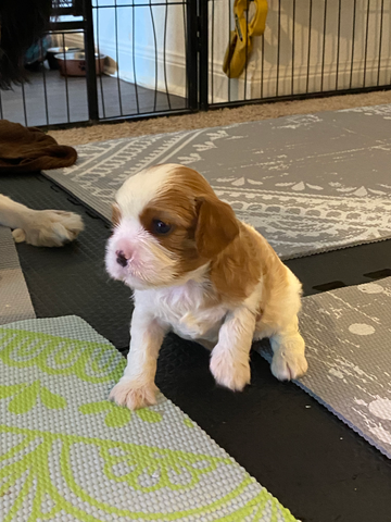 Pepsi is starting to walk