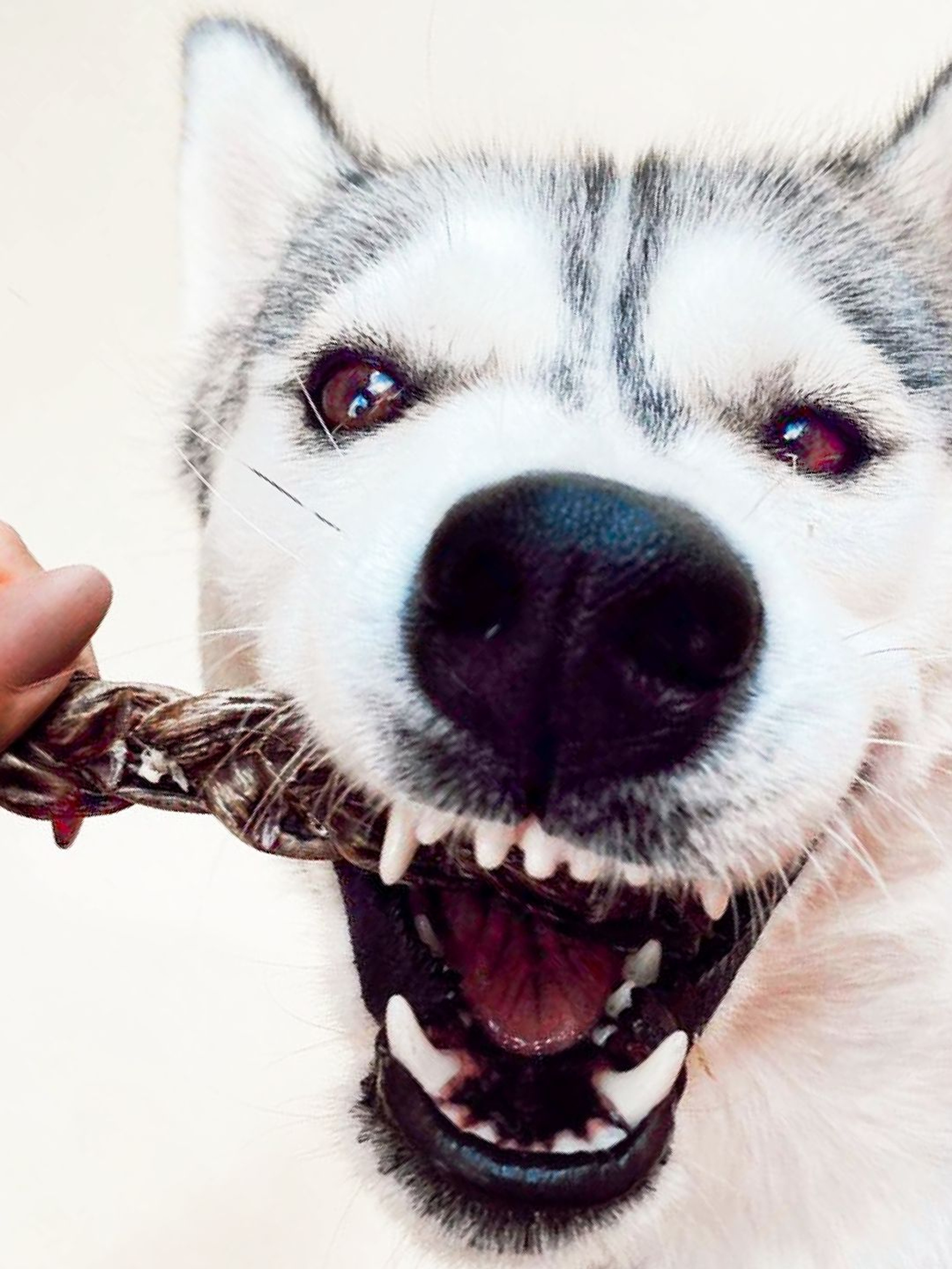 Tienda Online Mollalocan C.B. España