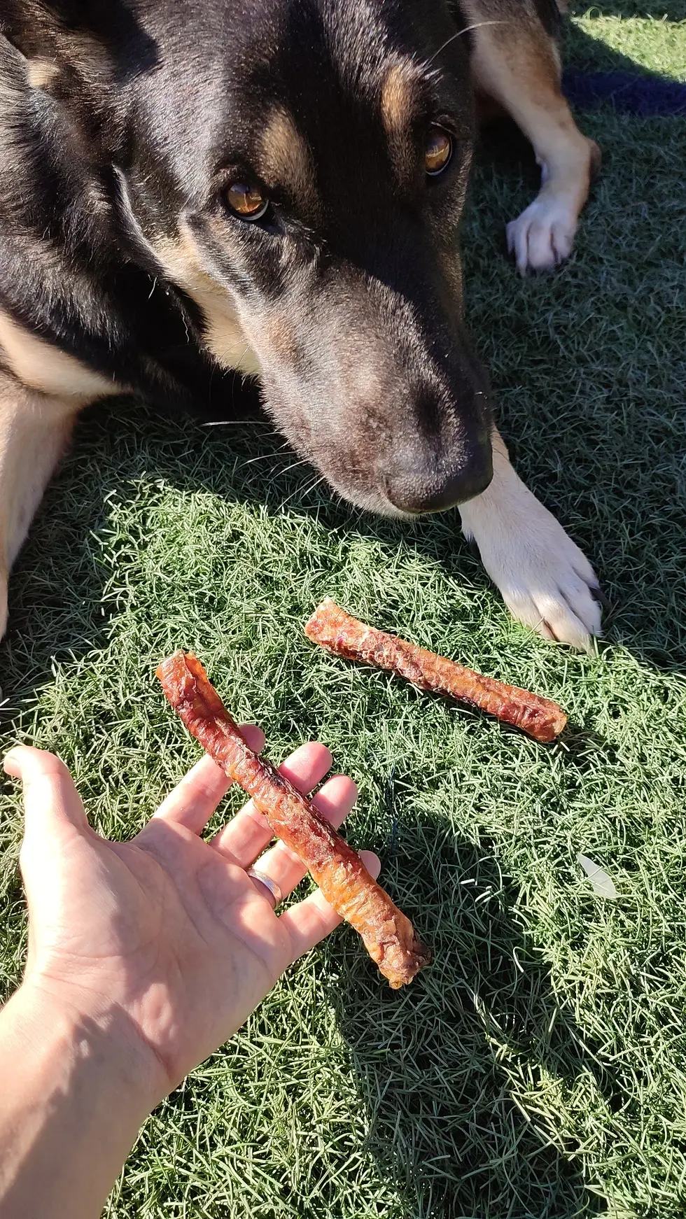 TRÁQUEA DE CERDO
