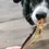 Miniatura: anchoas deshidratadas perros y gatos