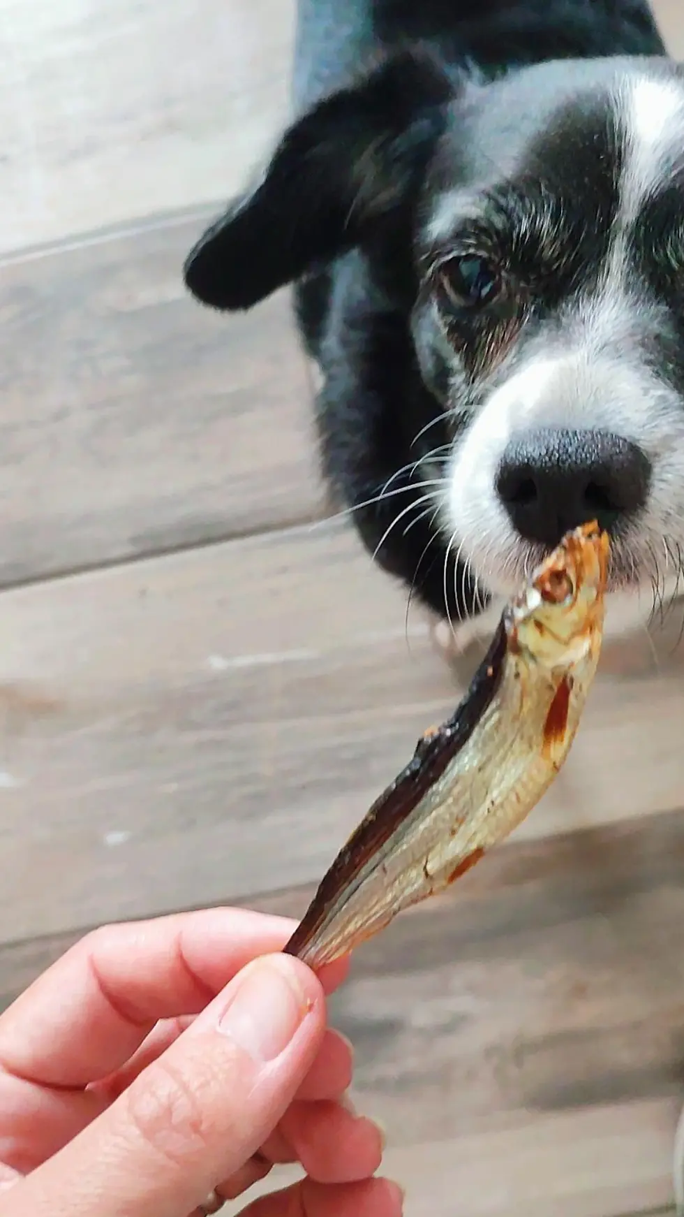anchoas deshidratadas perros y gatos