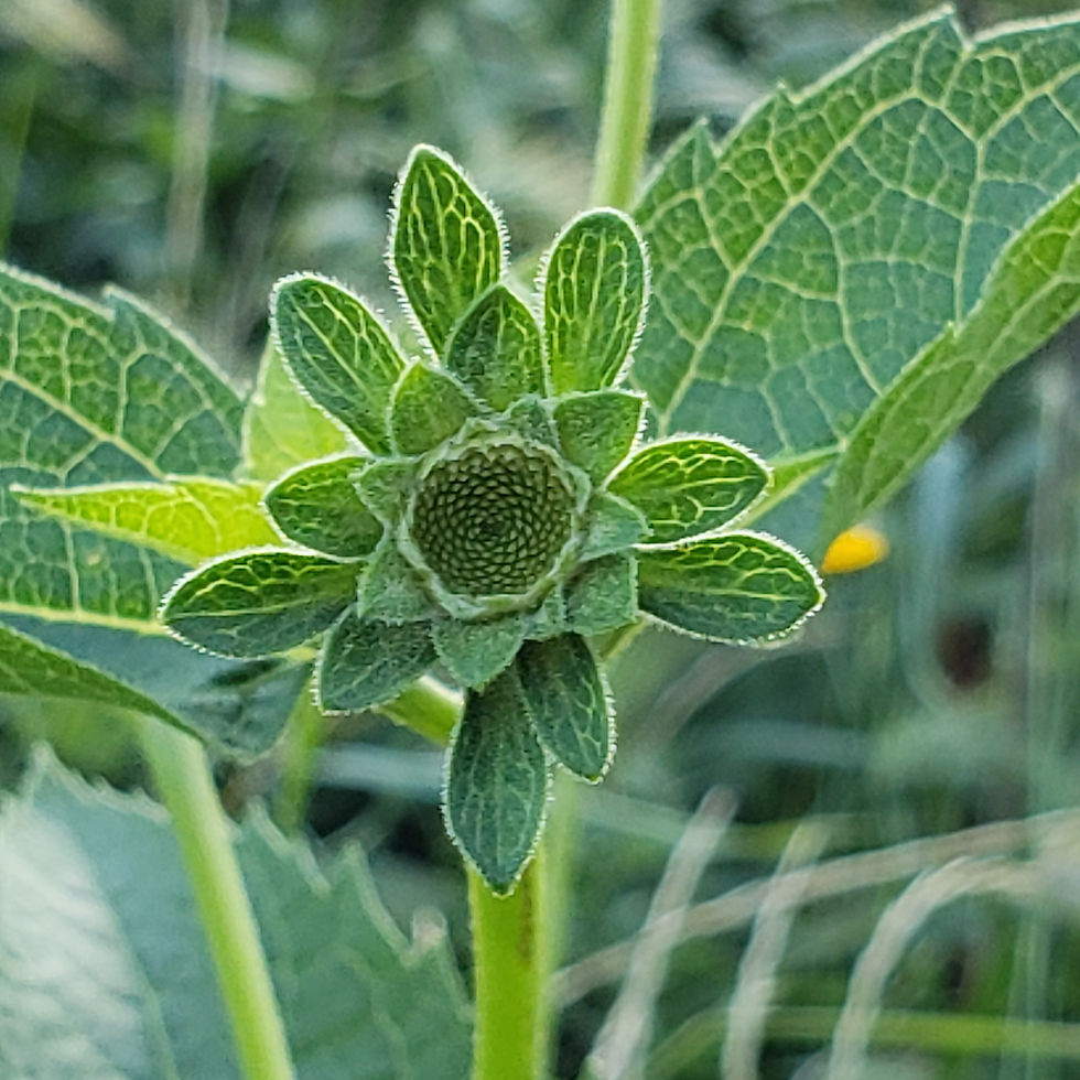 Thumbnail: calyx sepals of arnica flower