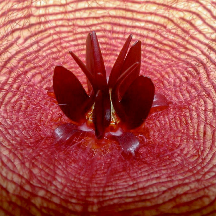 Thumbnail: Stapelia Grandiflora