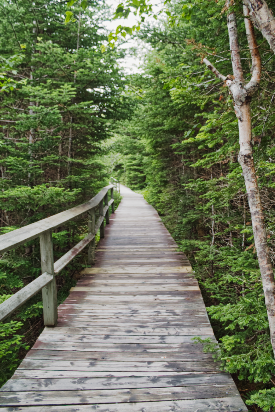 Boardwalk trail at Salmonier Nature Park, Newfoundland & Labrador