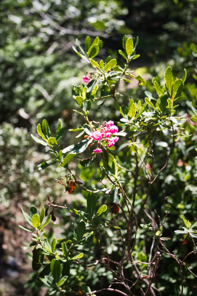 Flower at La Manche Village Path, Newfoundland and Labrador