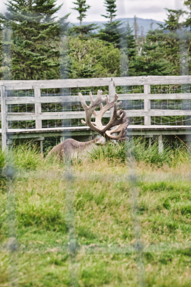 Caribou at Salmonier Nature Park, Newfoundland & Labrador