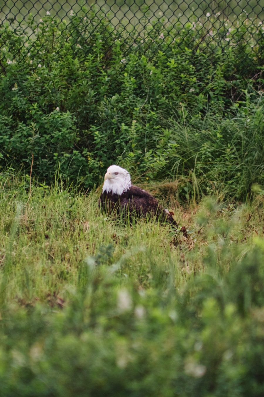 Eagle at Salmonier Nature Park, Newfoundland & Labrador