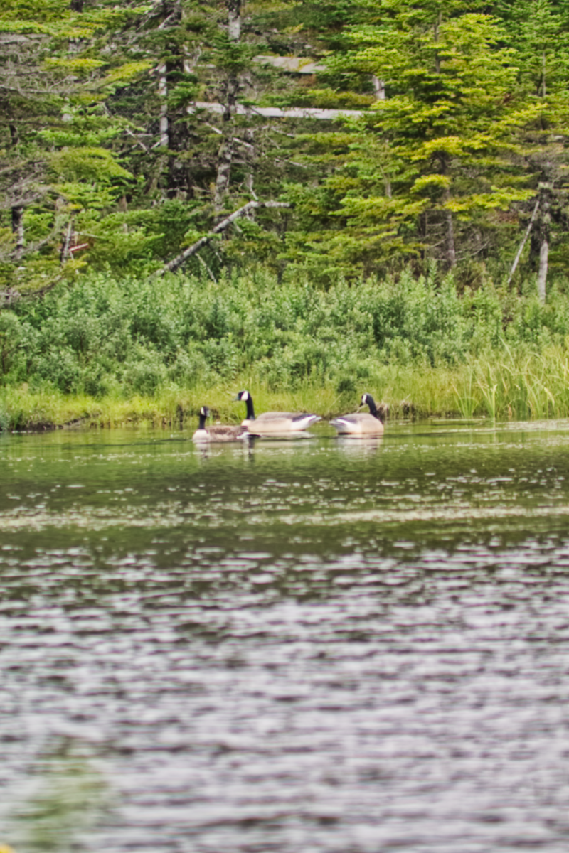 Geese at Salmonier Nature Park, Newfoundland & Labrador
