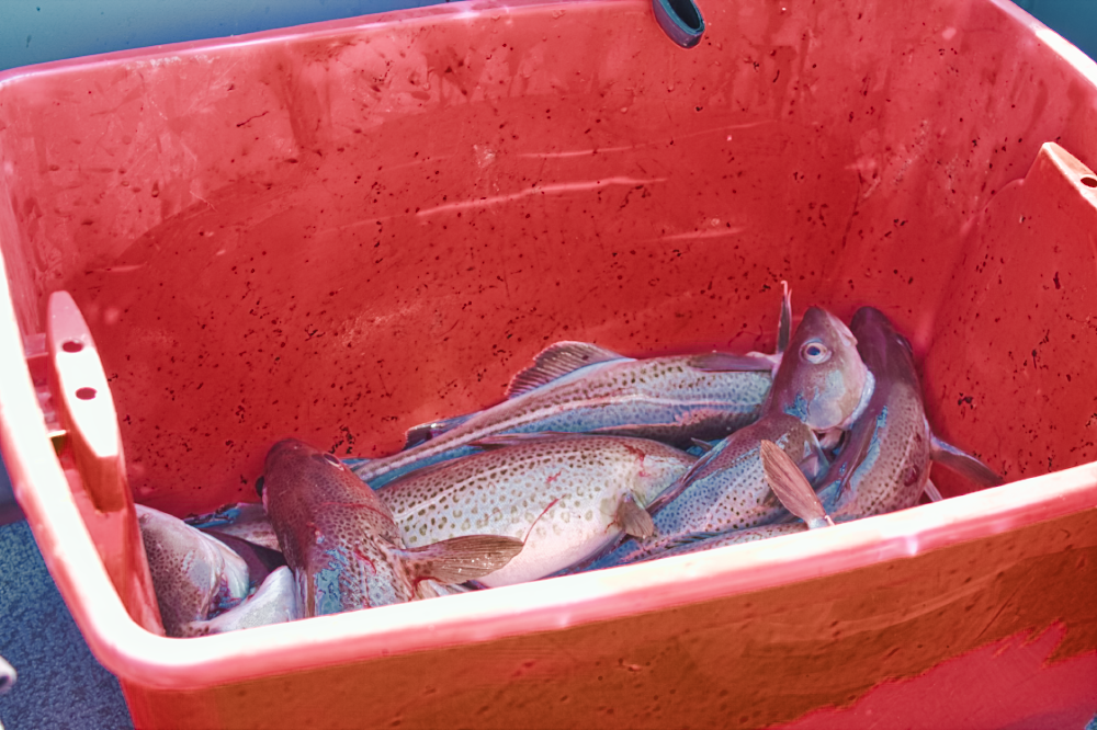 Cod fish in Newfoundland