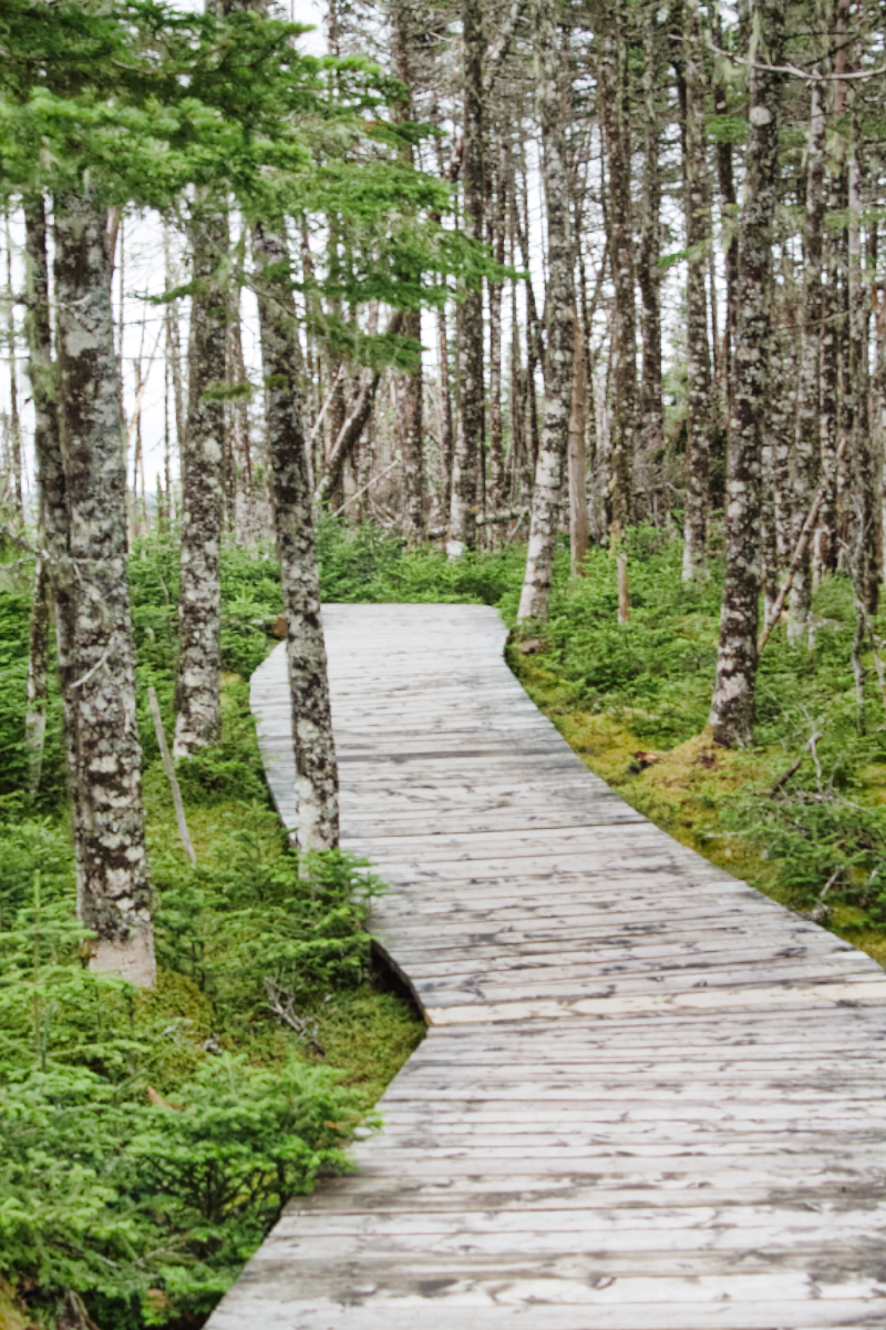 Trail at Salmonier Nature Park, Newfoundland & Labrador