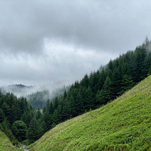 Shinrin-Yoku - Forest bathing & nature therapy