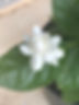IMG_0406.jpeg