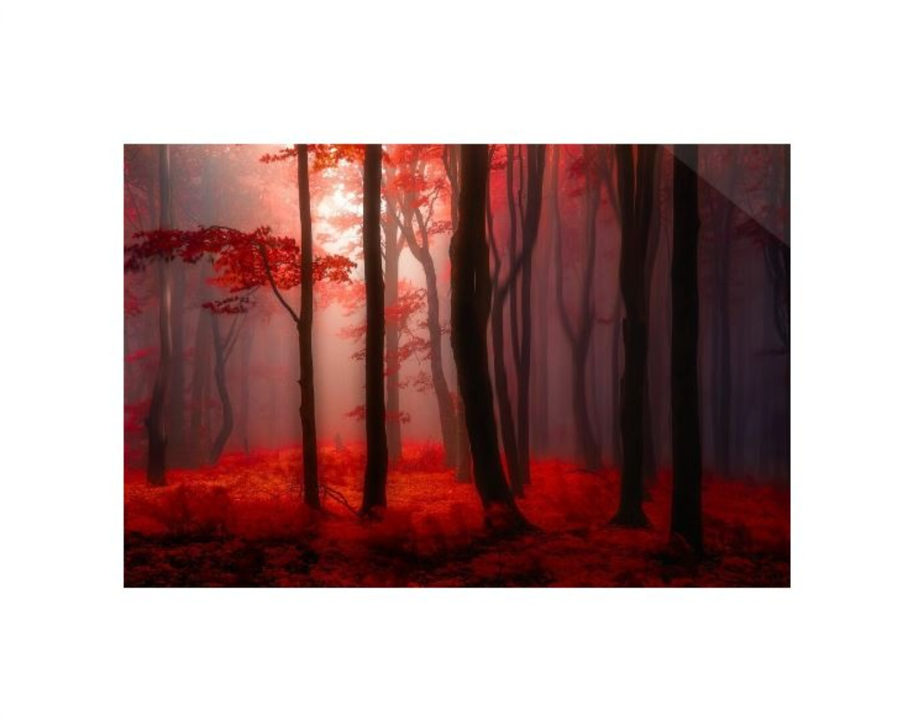 JANEK SEDLAR -Where No Words Needed