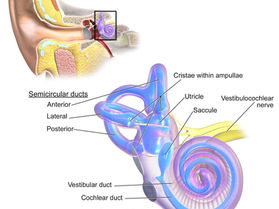 סחרחורת בשכיבה?