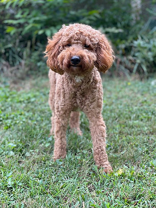 Teddy5.jpg