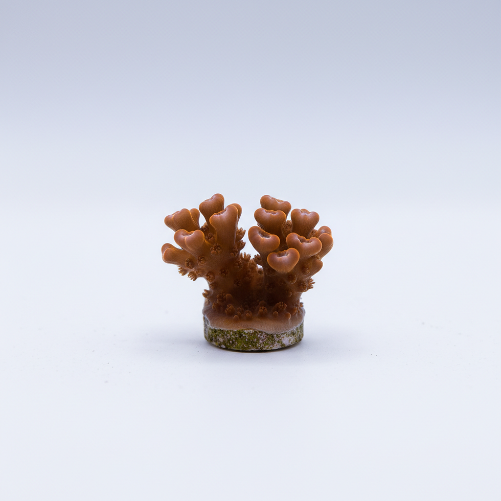 Orange Hammer Coral