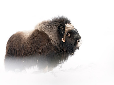Musk ox_HEJ5083_edited.jpg