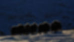 “Golden Silhouettes” – Five silhouettes in golden air—stillness and anticipation beneath the mountain silence.