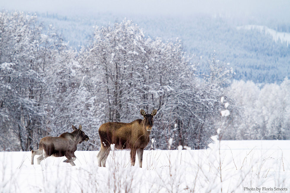 Thumbnail: Dyreliv i Norge - Fotokalender 2019
