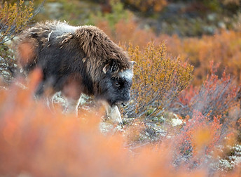 Musk ox Dovrefjell autumn