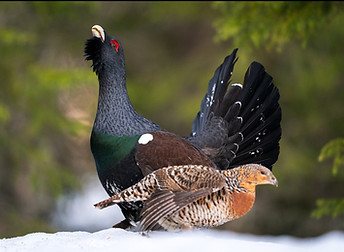 Capercaillie_DSC0394_edited.jpg