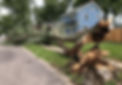 tree-service-charlottesville-va-tree-removal-companies-near-me-services-charlottesville-tr