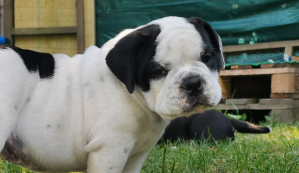 Black Star Bulls Amari