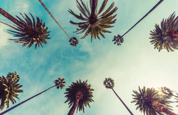 Santa Monica Palm Trees