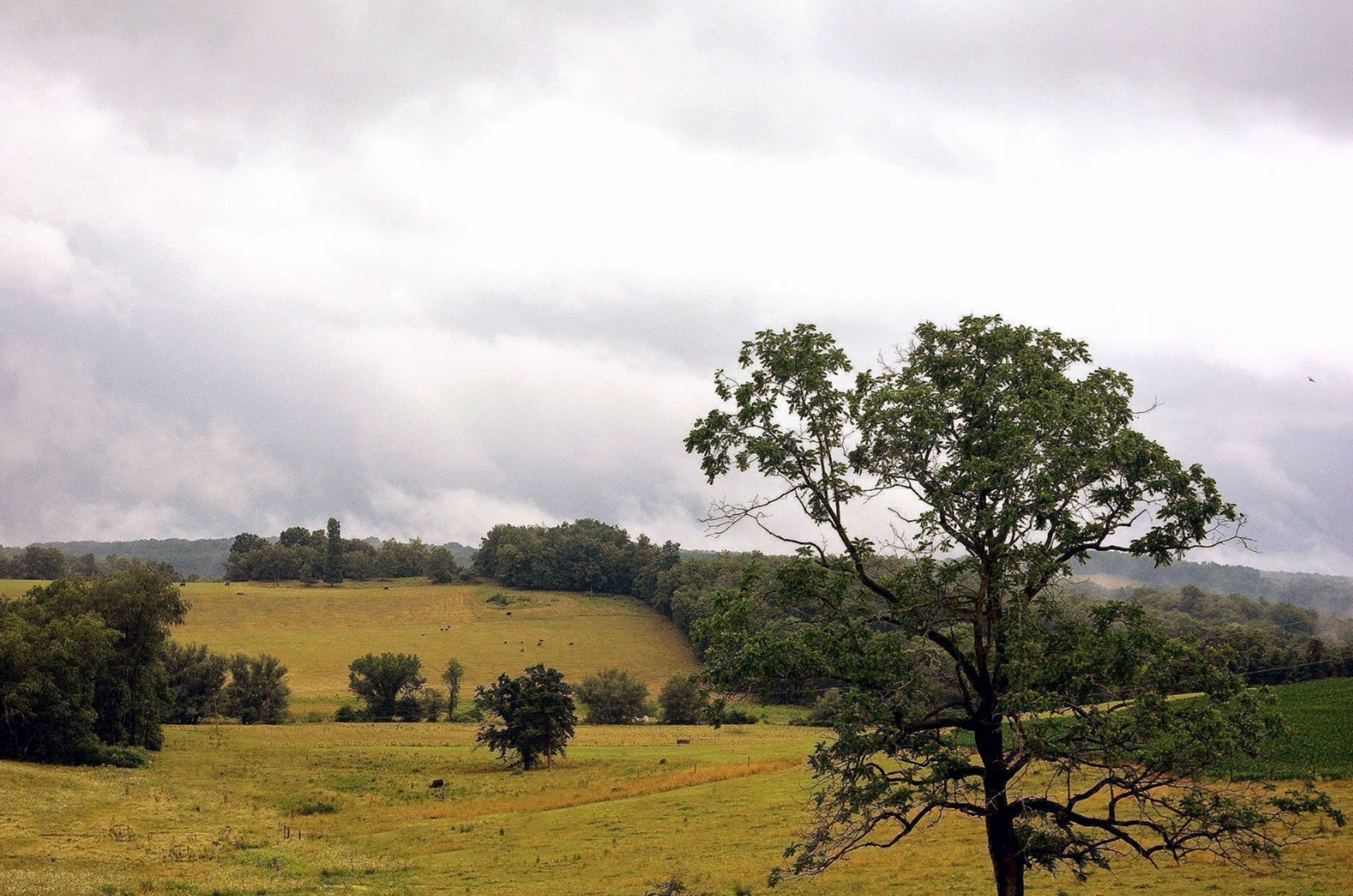 Impressionist Fields, Awaiting the Suns renewal