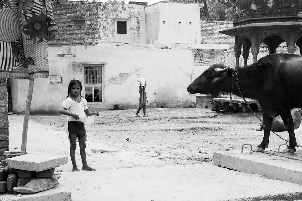 bambina e mucca legata con una catena