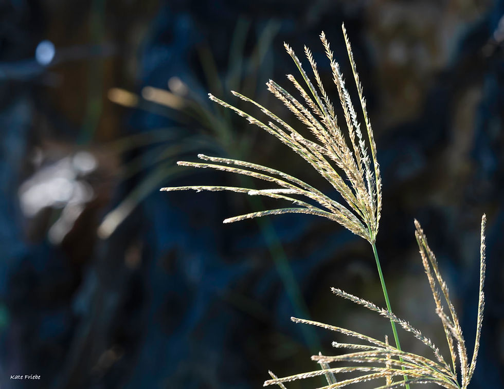 August 2026: Chemical, Water Quality and Macroinvertebrate Analysis