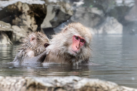 Grooming Time