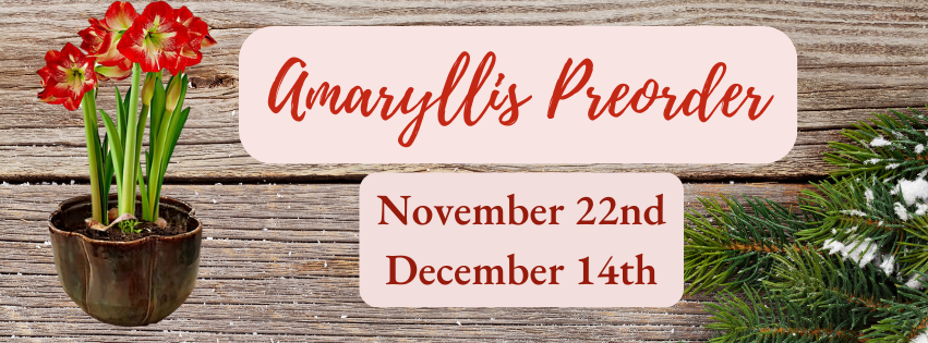 Handcrafted pots in multiple colors suitable for showcasing amaryllis flowers