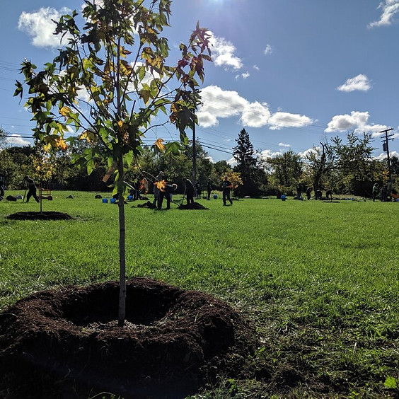 DoGooders 1: The Greening of Detroit
