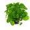 Miniatura: Hydrocotyle verticillata