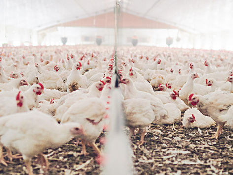 Foyer de Grippe aviaire risque élevé