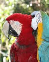 macaw.jpeg