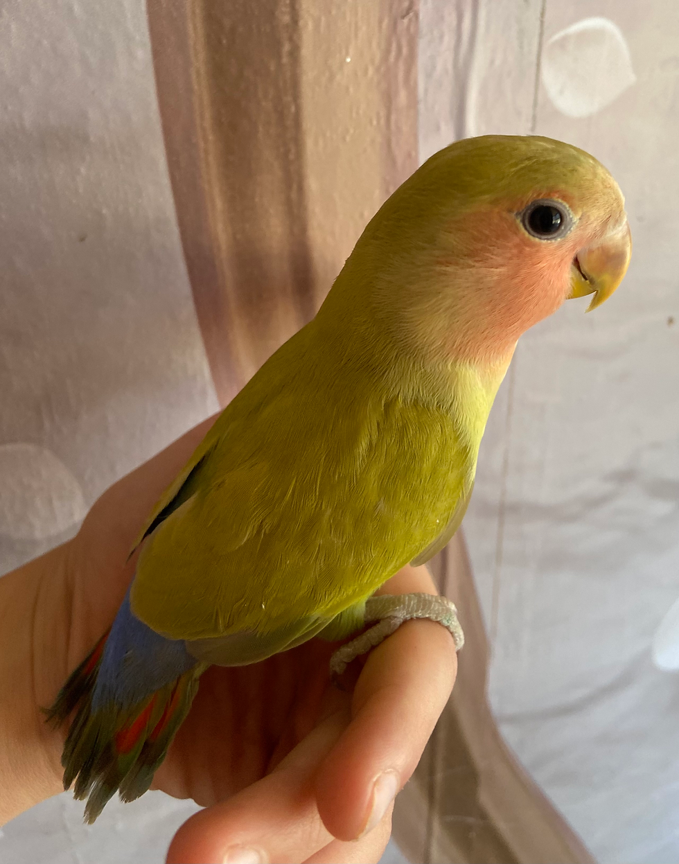 KIWI