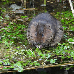 Water Vole in the River Shep