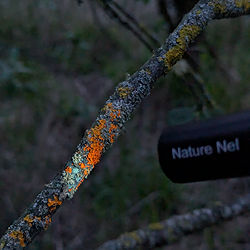 Orange fluorescent lichen on a biofluorescence walk