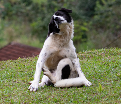 Leidet dein Hund unter Stress?