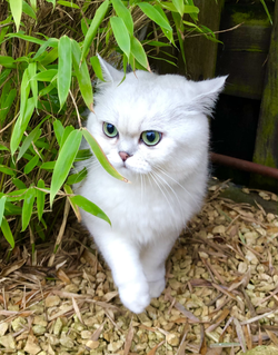 Petto Bello Mr.Darcy