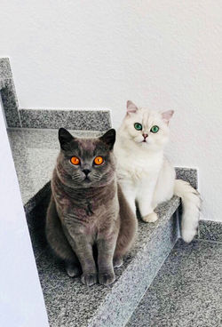 Petto Bello Mr.Darcy & Robin